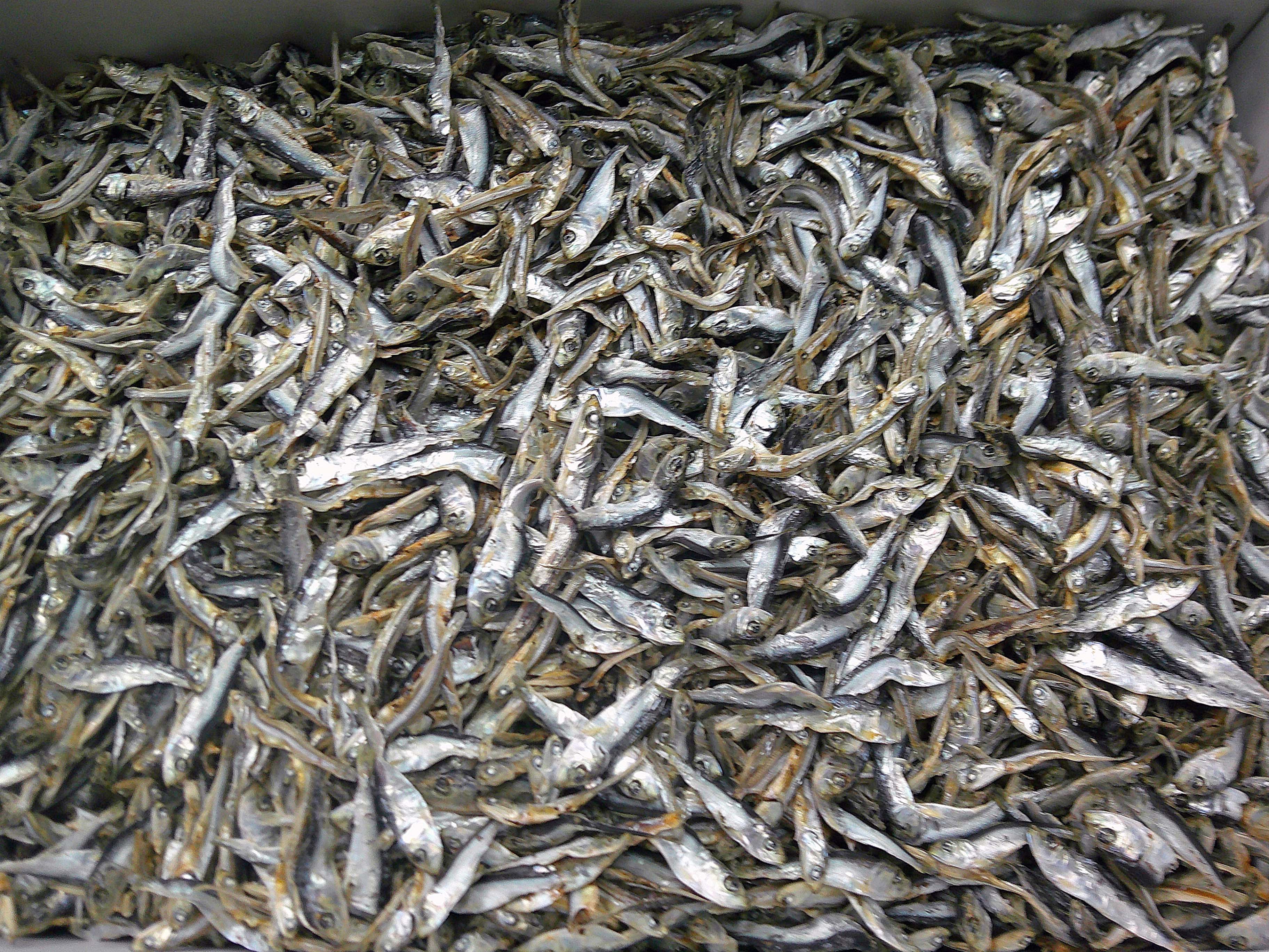 平子煮干し(タレ混じり：長崎) 6kg 【訳あり特価】