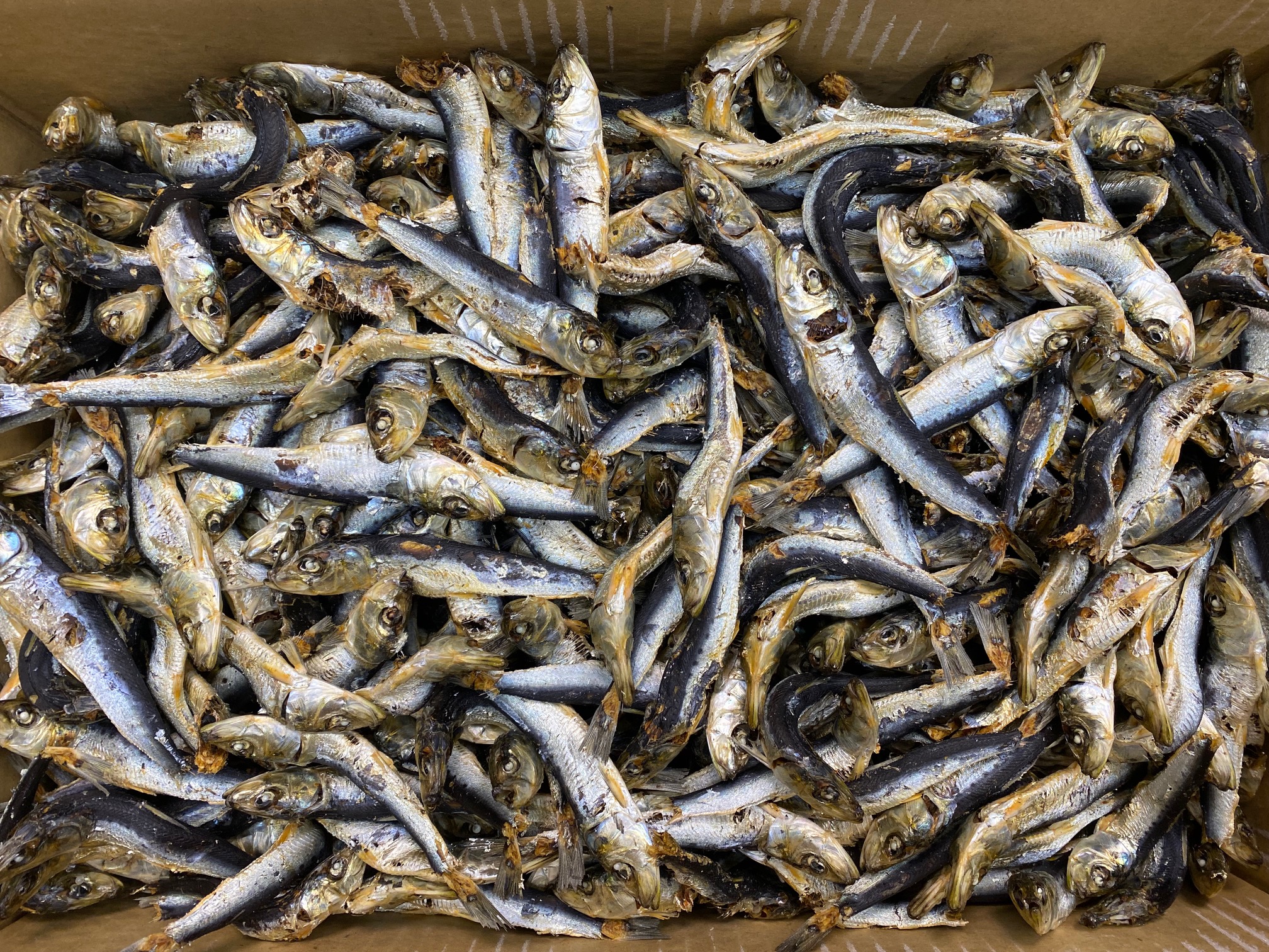 平子煮干し 中 10kg 【訳あり特価】