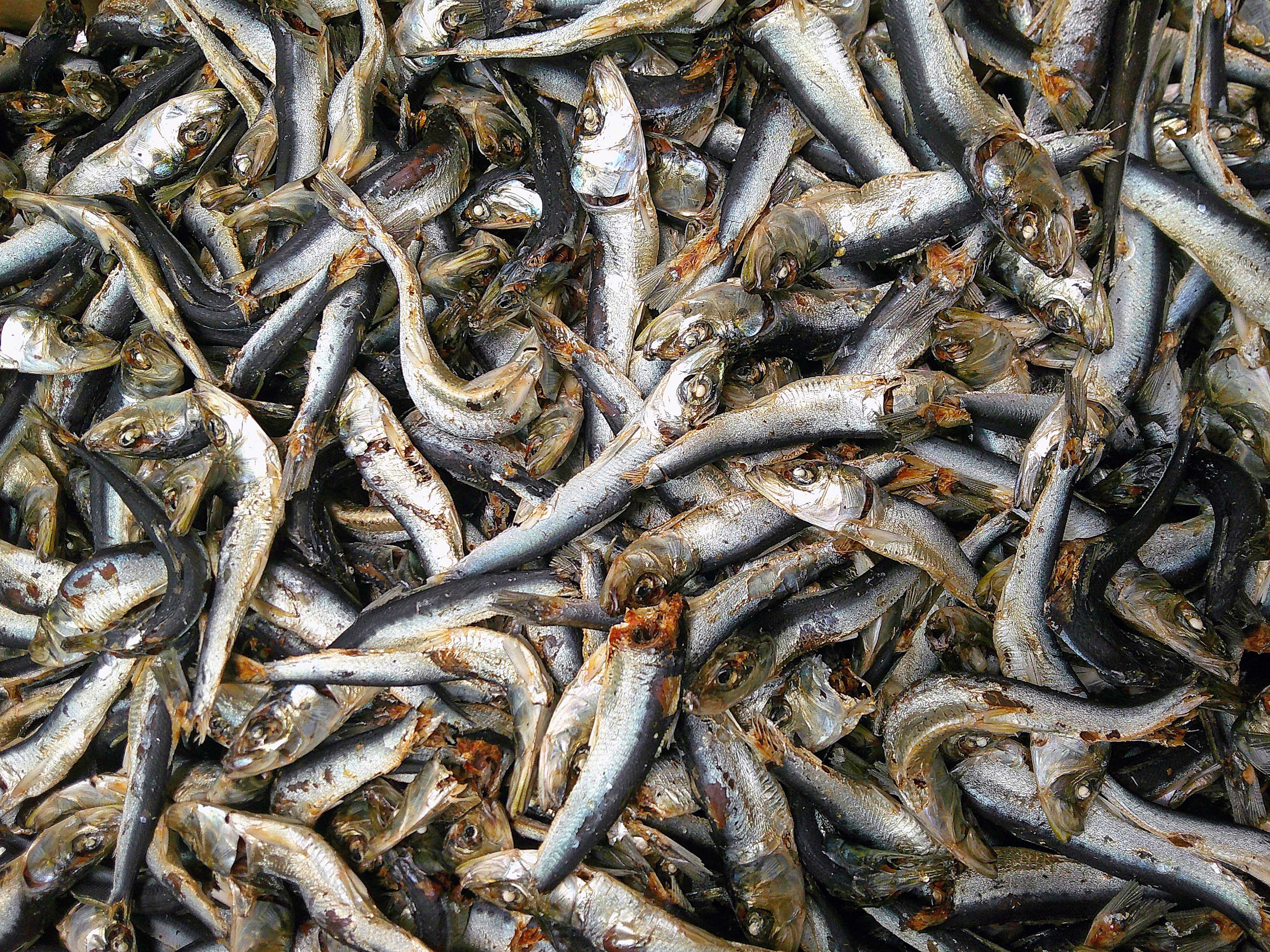 平子煮干し 中 10kg 【訳あり特価】
