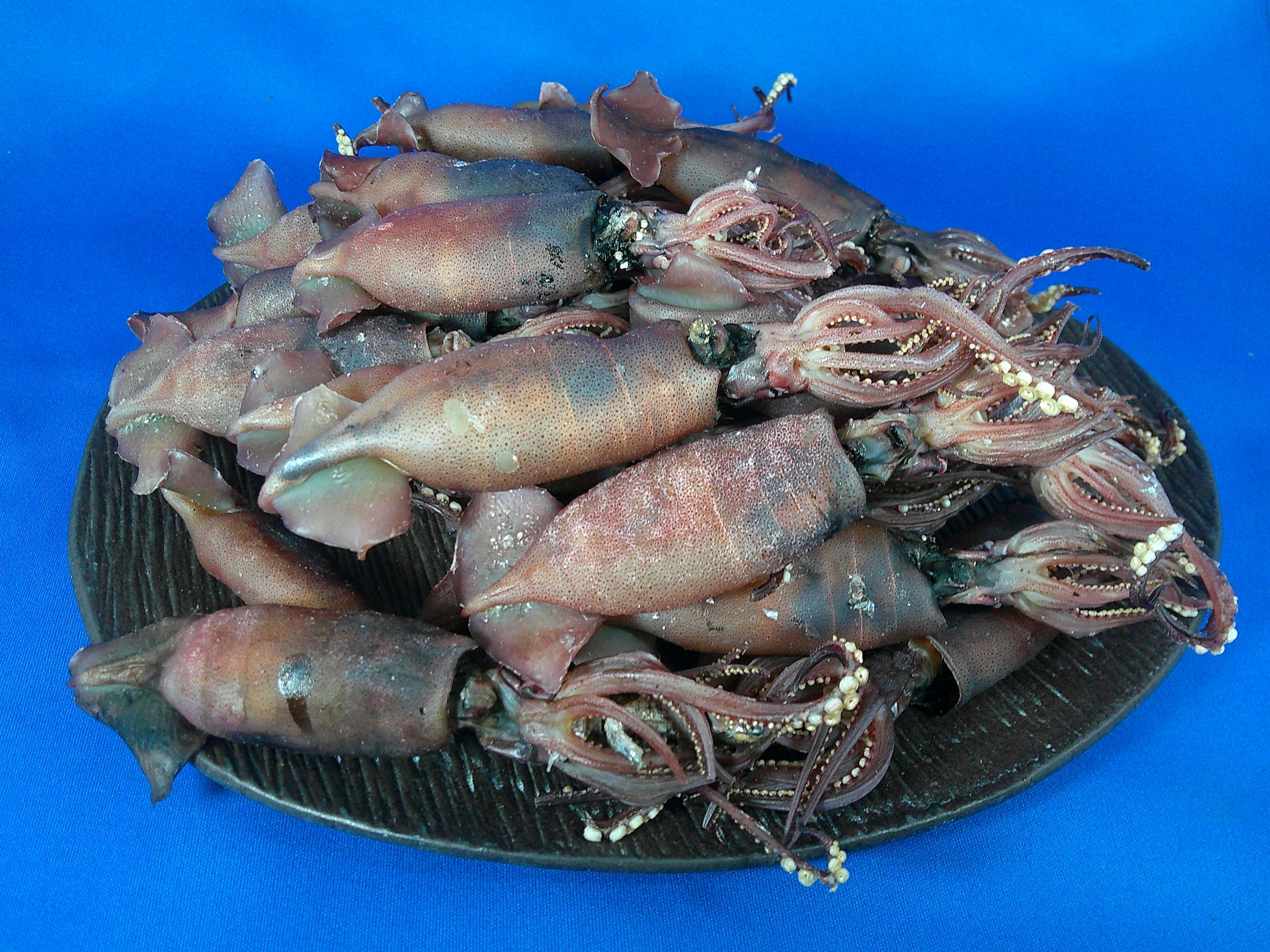 イカ煮干し 5kg 《レア煮干し》