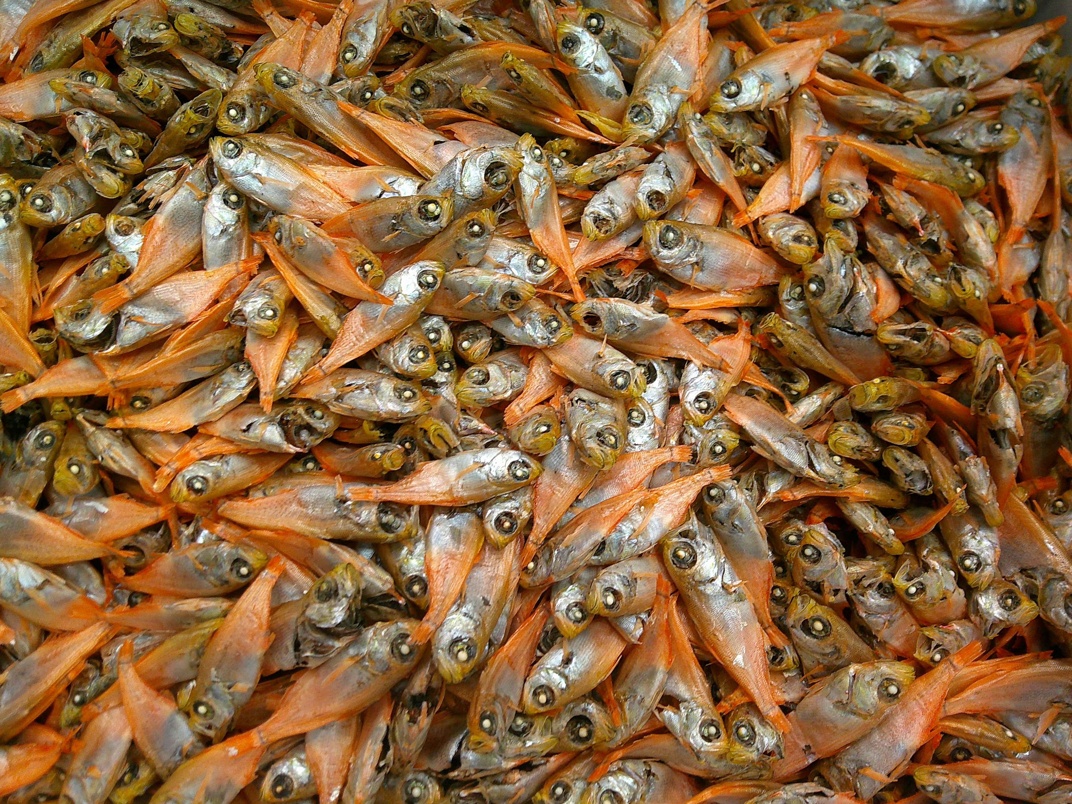 イシモチ煮干し 6kg 【レア煮干し：限定品】