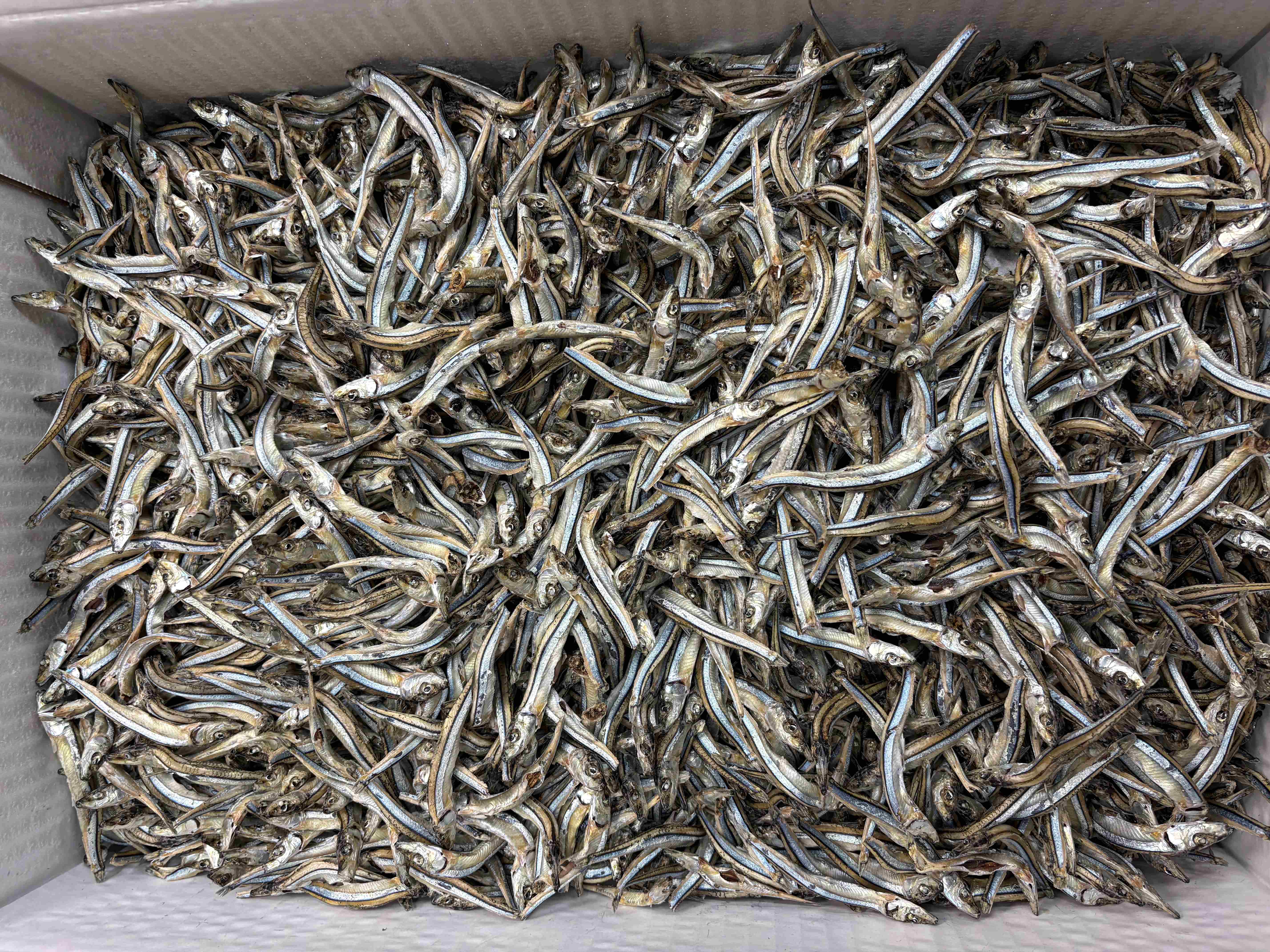 キビナゴ煮干し(長崎) 10kg 【レア煮干し】