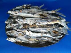 あご煮干し(平戸産：牛深加工) 7kg【新物】