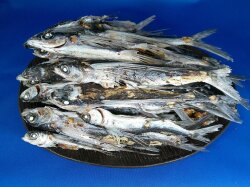 あご煮干し(平戸産：牛深加工) 1kg【新物】