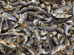 【訳あり特価】アジ煮干し(牛深) 8kg