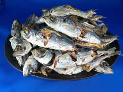 【訳あり特価】アジ煮干し(牛深) 7kg 【新物】