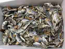 アジ煮干し(長崎) 8kg 【訳あり特価】