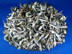 平子煮干し 小 8kg【訳あり特価】