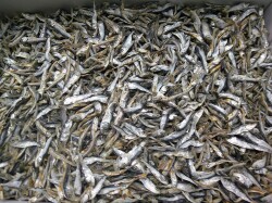 平子煮干し(タレ混じり：長崎) 6kg 【訳あり特価】
