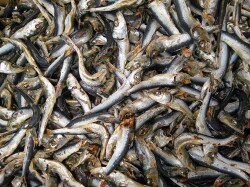 平子煮干し 中 10kg 【訳あり特価】