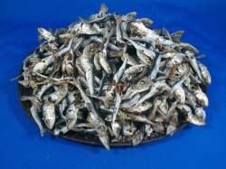 平子煮干し 大 1kg《長崎産》