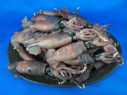 イカ煮干し 5kg 《レア煮干し》