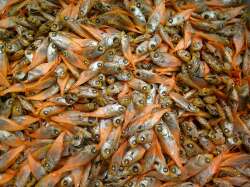 イシモチ煮干し 6kg 【レア煮干し：限定品】