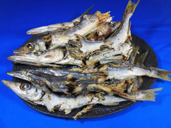 カマス煮干し 8kg