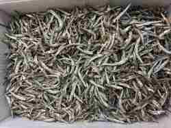 キビナゴ煮干し(長崎) 10kg 【レア煮干し】