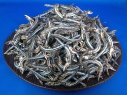 キビナゴ煮干し(牛深) 11kg 【レア煮干し】