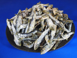 ママカリ煮干し 5kg 【レア煮干し】