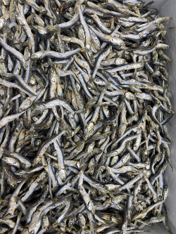 煮干しいわし(大分) 上 5kg