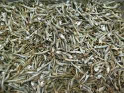 【訳あり特価】煮干しいわし(大分) 8kg