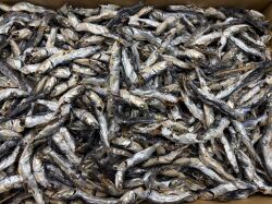 煮干しいわし(牛深) 大羽皮付 8kg 【訳あり特価】