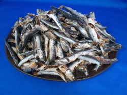 煮干しいわし(牛深) 大羽 10kg 【訳あり特価】 【入荷未定です】