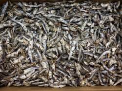 煮干しいわし(牛深) 10kg【訳あり特価】