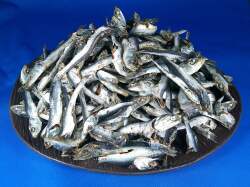 煮干しいわし(平子混：長崎) 8kg 【訳あり特価】【新商品】