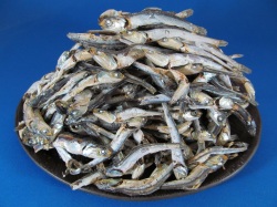 煮干しいわし 1kg《長崎産》