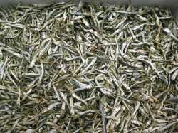 うるめいわし煮干し 小 8.5kg 【訳あり特価】