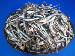 うるめいわし煮干し 小(牛深) 10kg 【訳あり特価】