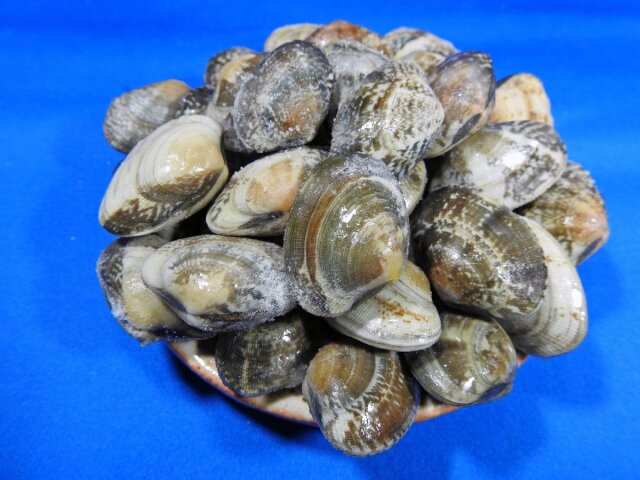 冷凍あさり殻付き(中国産) 1kg｜業務用卸・即日発送
