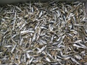 平子煮干し(タレ混じり：長崎) 6kg 【訳あり特価】