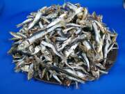 うるめ煮干し(平子混) 5kg 【訳あり特価】