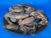 イカ煮干し 1kg 《レア煮干し》