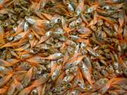 レア煮干し、珍しい煮干しを通販・業務用販売・格安卸売｜ネット商社