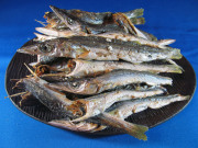 カマス煮干し 8kg