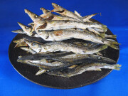 カマス煮干し(長崎) 4.5kg 【レア煮干し】