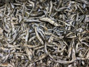 【訳あり特価】煮干しいわし(長崎) 雑魚混じり 8kg