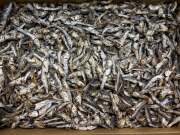 煮干しいわし(牛深) 10kg【訳あり特価】