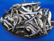 うるめ煮干し(平子・タレ混：長崎) 1kg 【訳あり特価：会員様限定】
