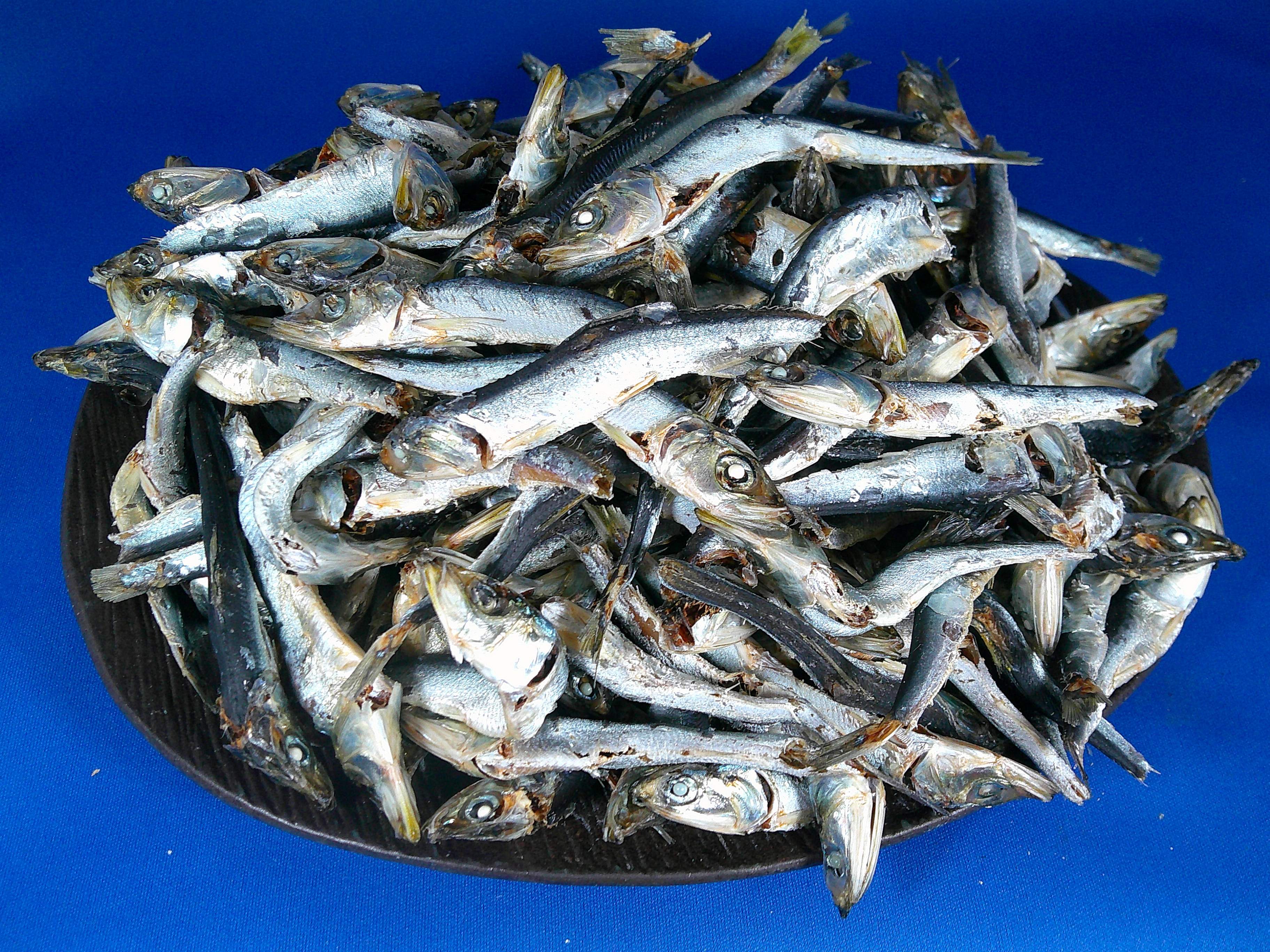 煮干しいわし(平子・うるめ混：長崎) 9kg 【訳あり特価】【新商品】