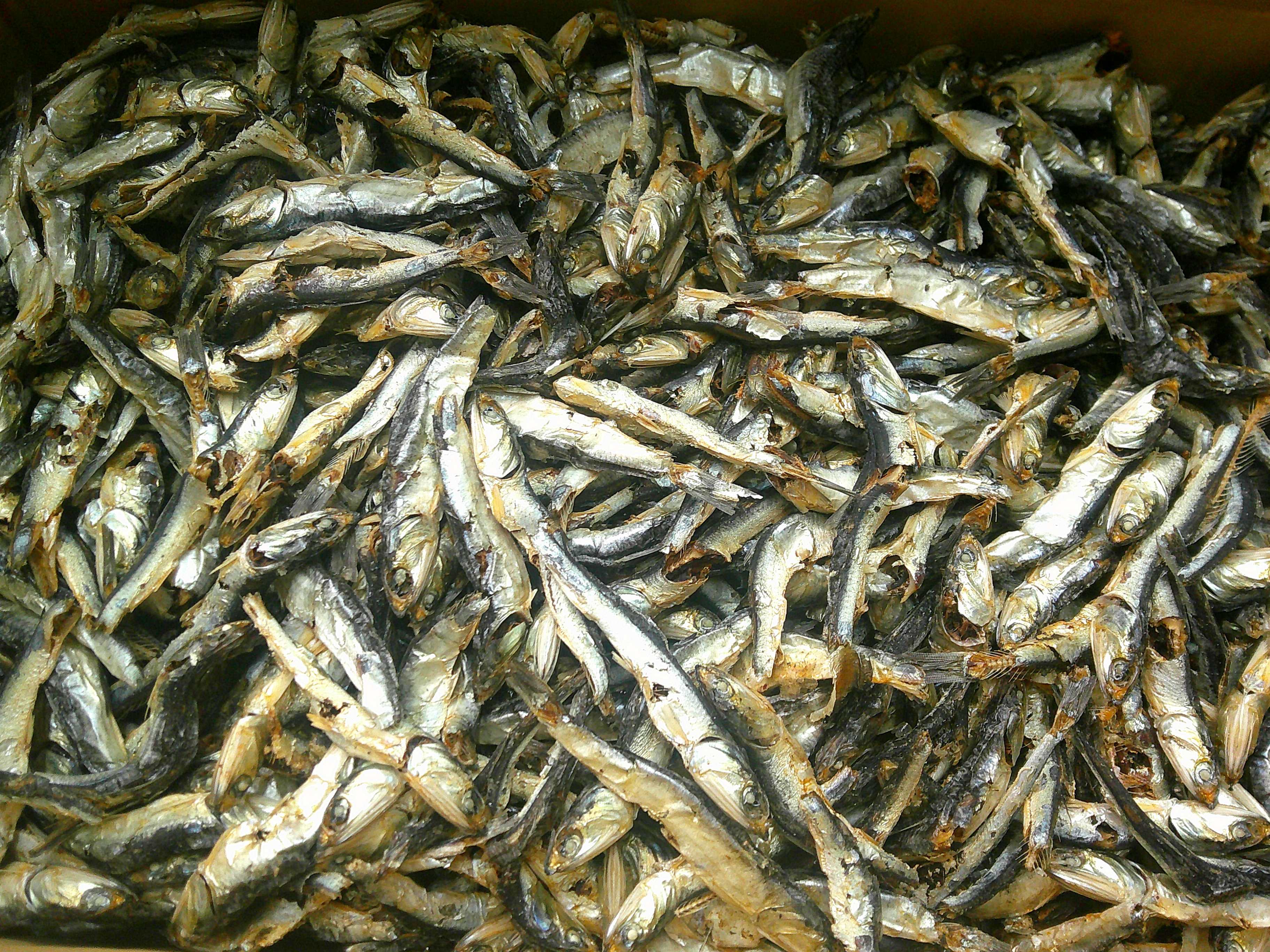 煮干しいわし(牛深) 大羽皮付 9kg 【訳あり特価】