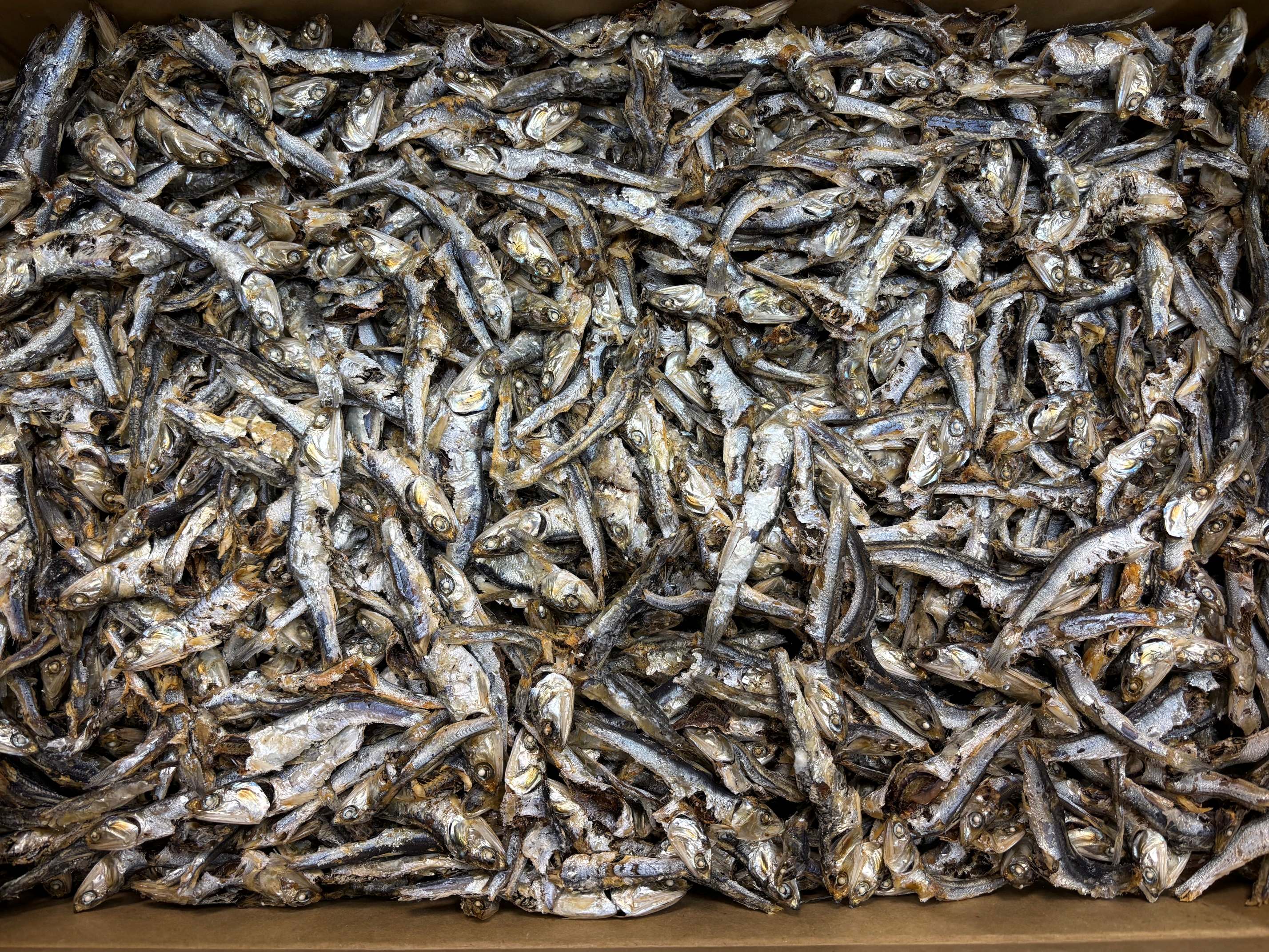 煮干しいわし(牛深) 10kg【訳あり特価】