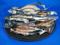 あご煮干し(氷見産) 7kg 【訳あり特価】