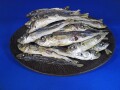 【訳あり特価】アジ煮干し 9kg