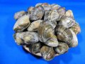 あさり殻付き 1kg×10袋
