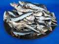 平子煮干し 中 10kg