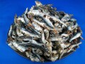 平子煮干し(うるめ・タレ混) 5kg 【訳あり特価：会員様限定】《続きは8月6日入荷予定です》
