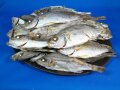 イサキ煮干し 8.5kg