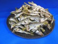クロムツ煮干し 4.5kg 【レア煮干し：限定品】